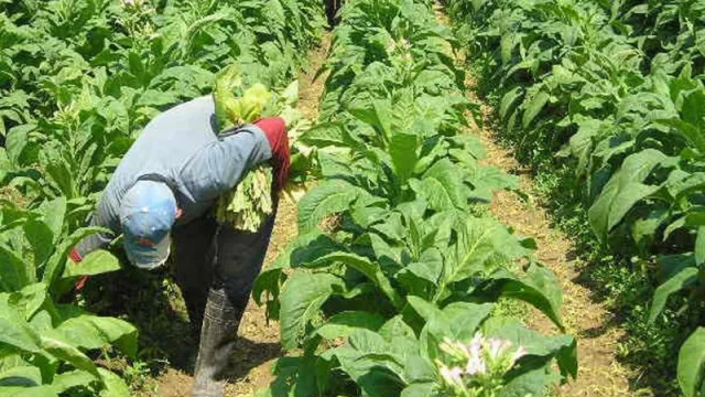 Inflación + avance de la tecnología en el campo: el combo que afecta a los obreros del tabaco (preocupación)