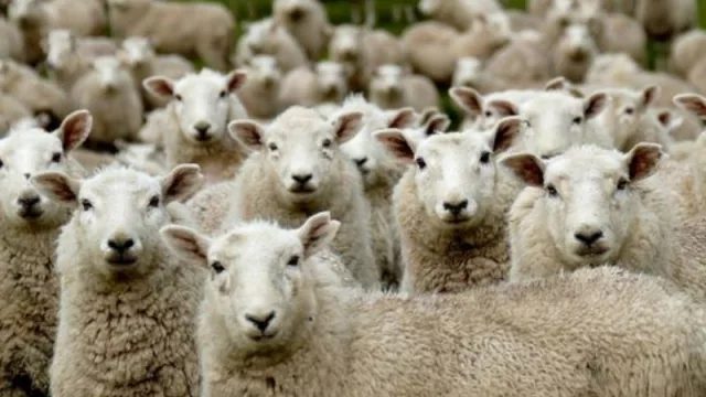 Productores salteños pueden acceder a los beneficios de la ley ovina nacional (hasta fin de mes)