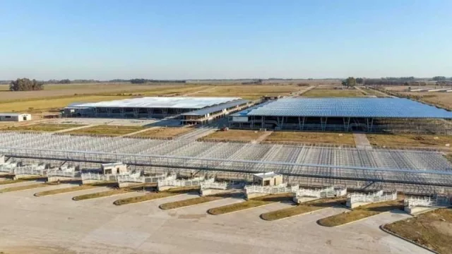 Chau Mataderos, hola Cañuelas: últimos días de remates de vacas en la ciudad de Buenos Aires