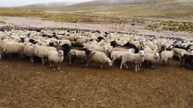 ¡Oportunidad! Productores salteños pueden acceder a los beneficios de la ley ovina nacional