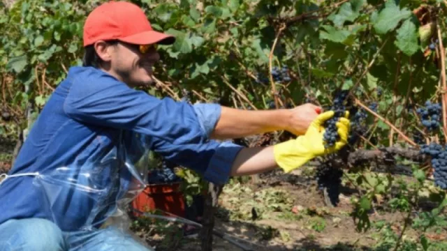 Vendimia 2022: la apuesta de las bodegas salteñas a la calidad de la producción