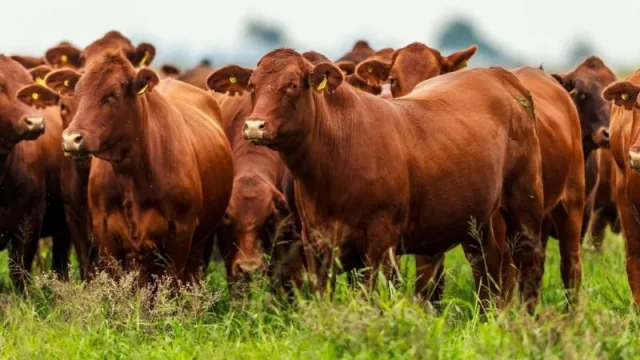 Plan GanAr: bonificación de tasa para ganaderos, tamberos y cooperativas