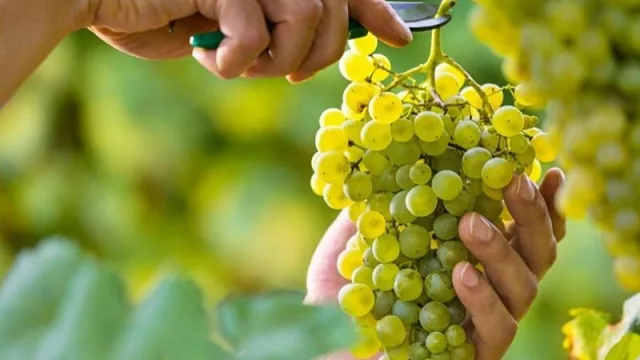 Se acordó el precio del tacho de uva para la vendimia 2022