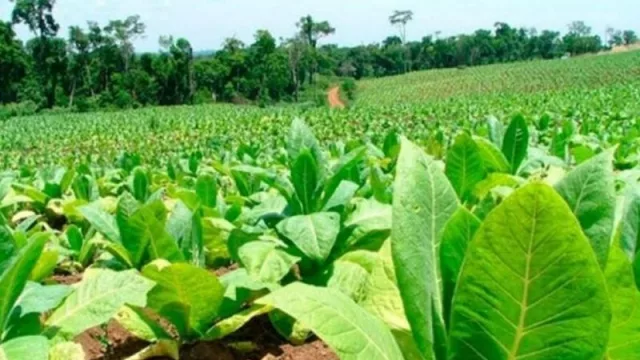 Asisten al sector tabacalero de Tucumán con un préstamo de $ 30 millones