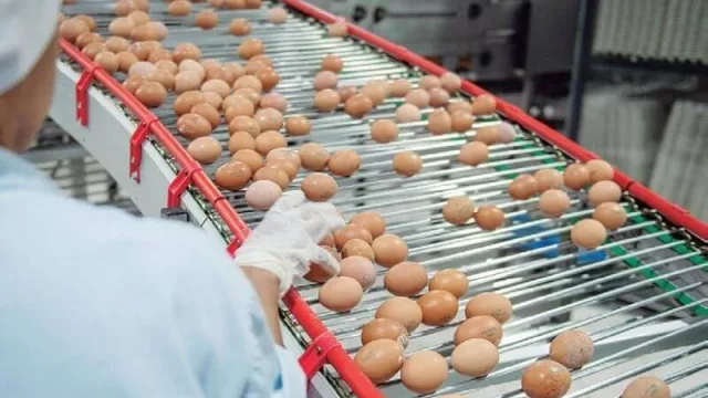 La meta de Nutrihuevos: comercializar 24 millones de docenas de huevos este año