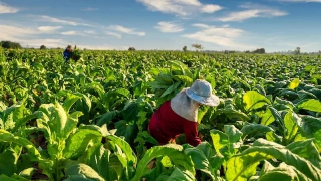 Oferta laboral: en el Noa se espera una tendencia positiva del agro, comercio e industria manufacturera  