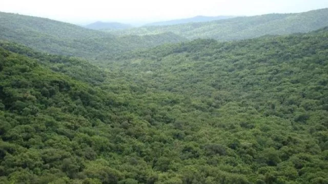 Oportunidad: financiamiento no reembolsable para proyectos de manejo y conservación de bosques nativos