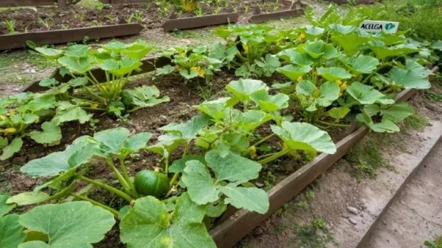 Vecinos crean huertas comunitarias y apuntan al autoabastecimiento