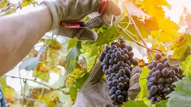 Créditos a tasa bonificada para productores, bodegueros y cooperativas