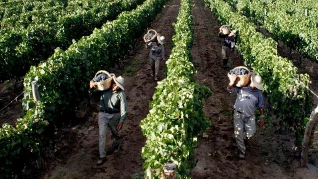 Créditos del Banco Nación a tasa bonificada para productores, bodegueros y cooperativas