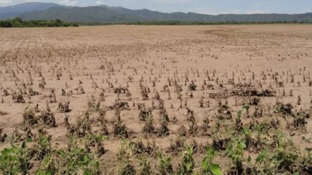 Hay preocupación en el campo salteño por la falta de lluvias, que ya está afectando la siembra