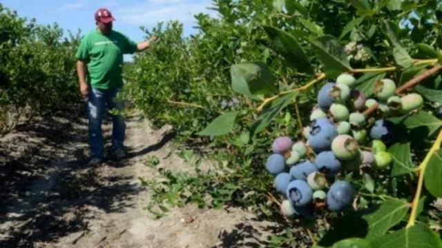 Tenemos dos noticias para el sector de los arándanos, una buena y la otra…¡también!: trabajadores al Intercosecha y fin de las restricciones  
