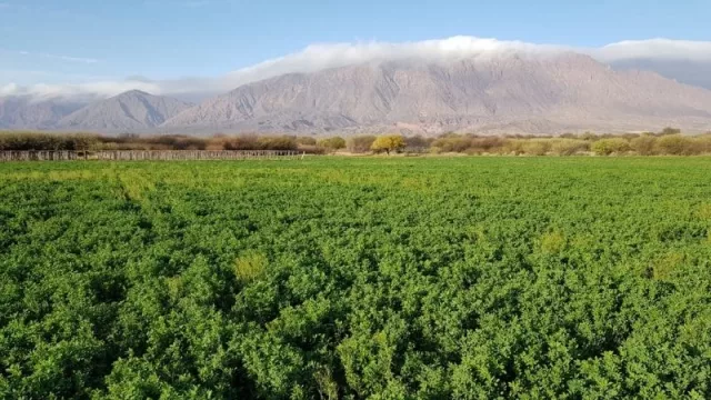 Bodega Finca La Elvira: Tierra árida, donde la vida grita en vid y vino