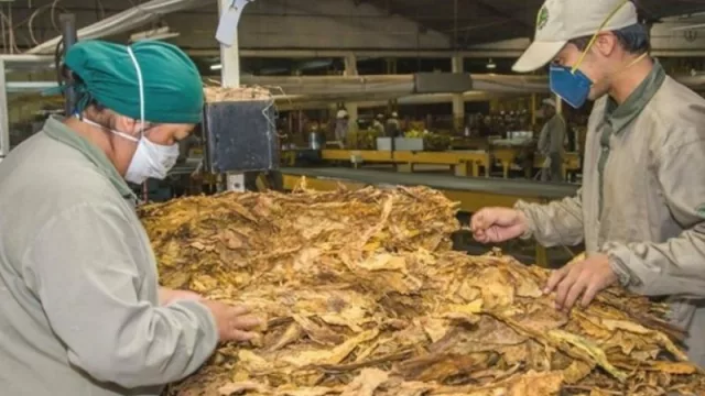 La Coprotab confirmó que el 10 de enero comienza el acopio de tabaco en Salta
