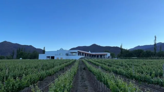 Bodega Puna: Vinos producidos en las alturas de Cachi y premiados a nivel internacional 