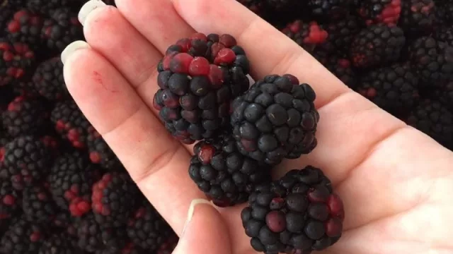 Cabaña Ypucú es pionera en producción de berries paraguayas