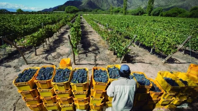 Atención Cafayate: Diputados trata hoy la ley de jubilación anticipada para trabajadores viñateros