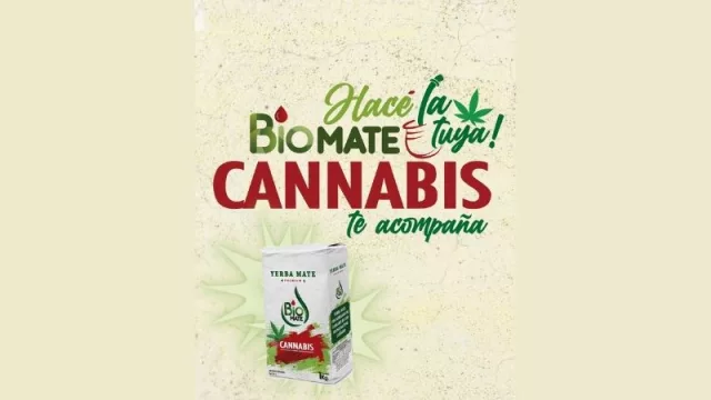 La yerba de cannabis que tiene aroma y sabor (ya se vende en Montevideo)
