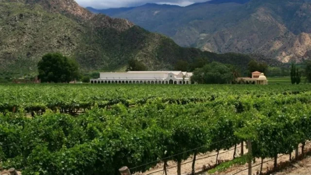 Salta tiene un plan para sus vinos de altura: desarrollo sostenible, conquista de nuevos mercados y crecimiento del enoturismo