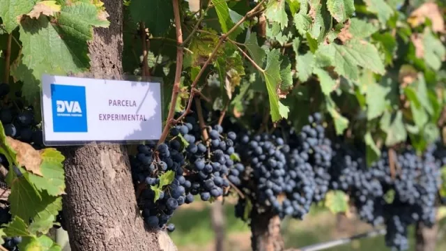 Incentia llega a Cuyo tras una inversión en la región que oscila los US$ 4 millones