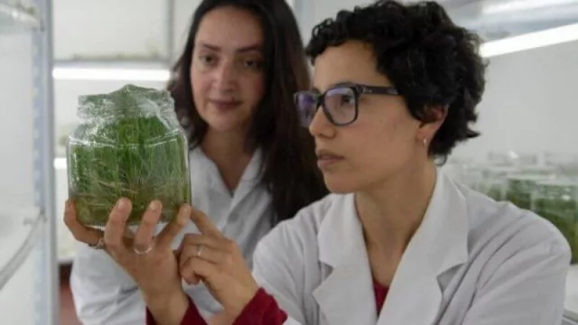 La investigación como valor: las empresas Ledesma, Seaboard y Río Grande impulsan el trabajo de la Chacra Experimental Agrícola Santa Rosa