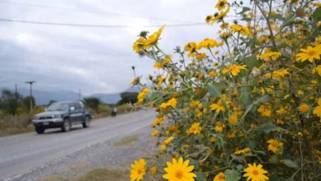 Salta pondrá a prueba un plan piloto para combatir el pasto cubano, plaga presente en toda la provincia  
