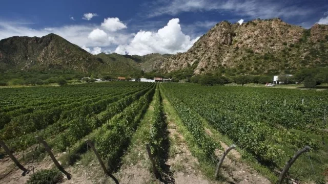 ¡Siguen los éxitos! Dos vinos salteños lograron medalla de platino en los premios Decanter 2021 en Londres