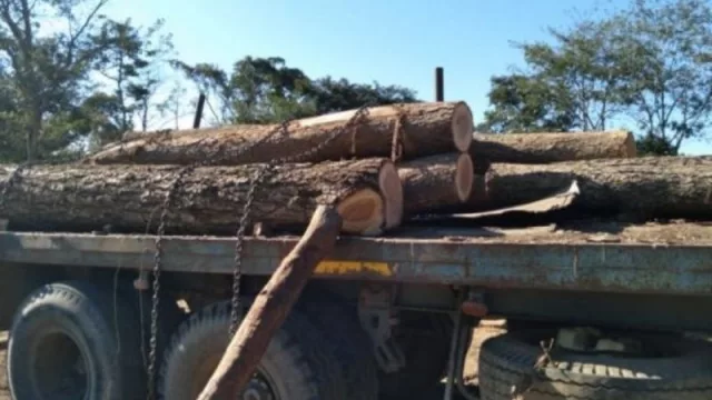 Buscan poner freno a los depredadores en la actividad maderera en el Norte provincial