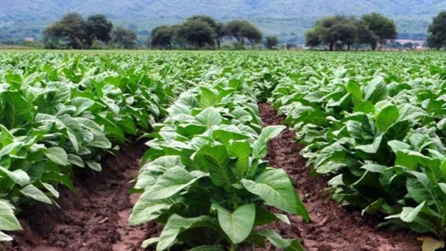 Tabaco: amplían la asistencia financiera a medianos productores del sector