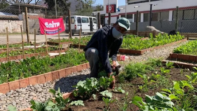 ¿Te gustaría tener tu huerta propia? Dictarán talleres gratuitos para que aprendas a hacerla