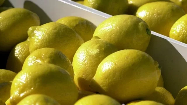 Nada detiene al limón tucumano: incremento en la exportación durante la pandemia