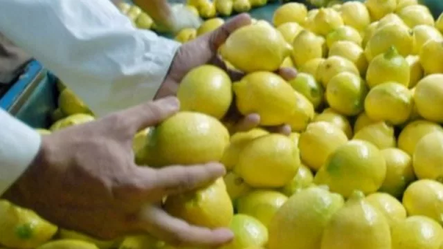 Confirmado: vuelve la exportación de limones tucumanos a Europa ¿desde cuándo?