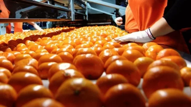 La Unión Europea reabre su mercado para los cítricos argentinos, pero este dato no entusiasma a productores salteños ante un difícil panorama mundial