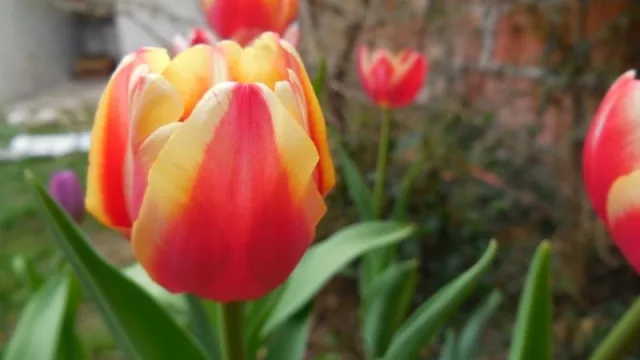 ¿Sabías que en Salta podés plantar flores de tulipán? El emprendimiento Dulban Tulips maravilla con colores y belleza natural