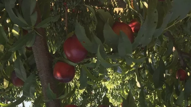 Mejoramiento genético: “Sunraycer”, nuevo cultivo de nectarina de los Valles de Jujuy  