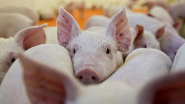 En qué consisten las granjas inteligentes que financiaría China en el NOA 