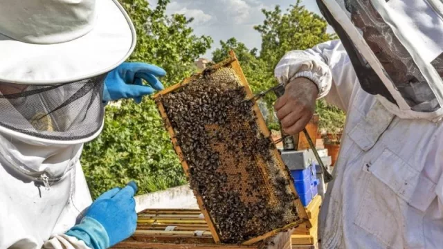 En Tucumán, durante la pandemia, repuntaron las ventas y el consumo de miel 