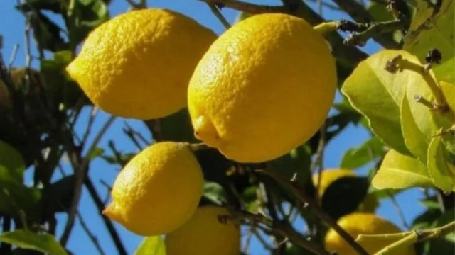 El 17 de febrero comienza el pago del sector Citrus del Programa Intercosecha