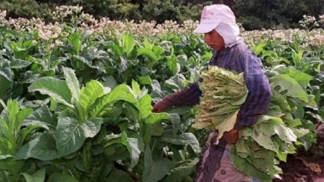 Hasta el 12 de marzo están abiertas las inscripciones para postulantes del Programa Intercosecha