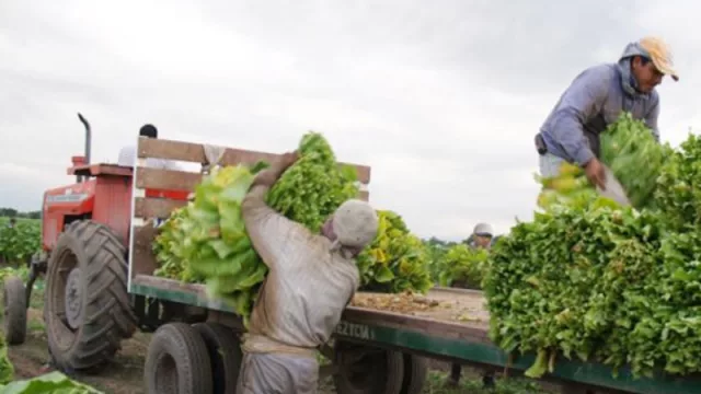 Tabaco: se esperan buenos índices de cosecha en Salta