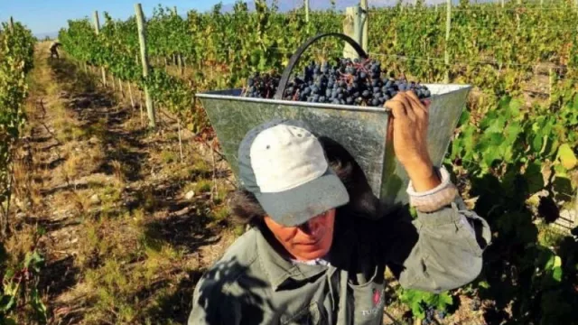 Noticias para vendimiantes y bodegueros: se acordó el precio del tacho de uva 