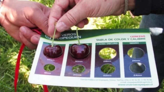 Vista Alegre S.R.L, una de las destacadas empresas exportadoras de cerezas en la región