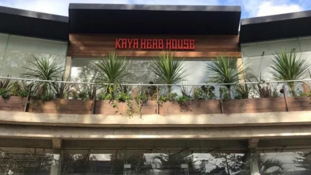 El turismo de lujo cannábico llega desde Jamaica a Punta del Este (Kaya Herb House abre tres locales en el este)