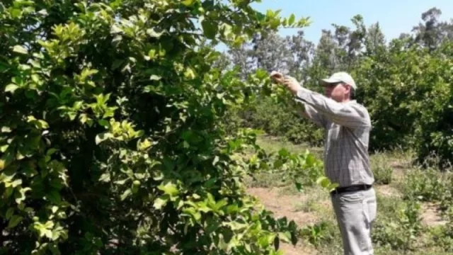Salta y Jujuy trabajan en el monitoreo intensivo para la detección precoz de la enfermedad citrícola HLB