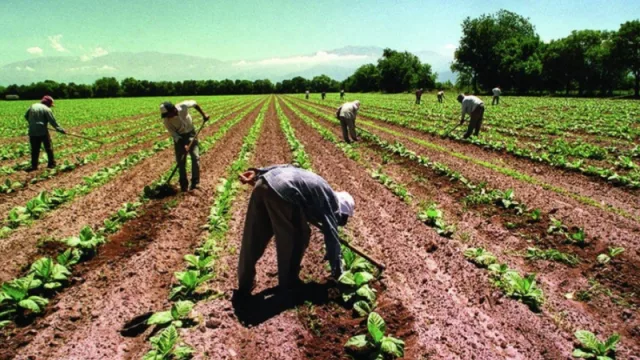 Proponen que el Intercosecha sea ley y el apoyo a los trabajadores rurales una política de Estado