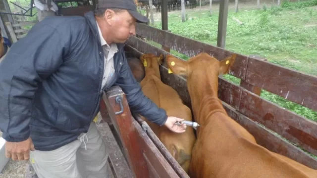 La vacunación antiaftosa será gratuita para pequeños productores del Norte