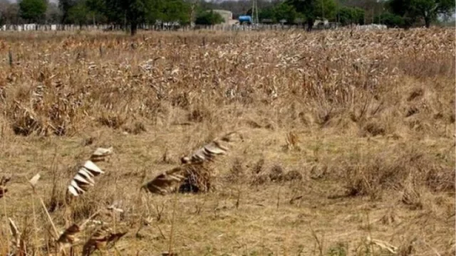Finalmente se declaró la Emergencia Agropecuaria en Rivadavia y parte de San Martín