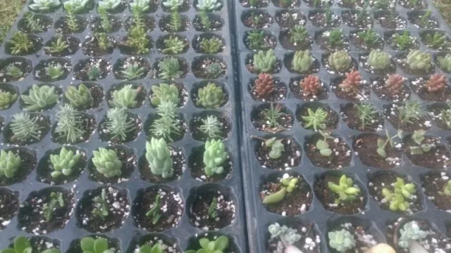 Jardinería Los Lapachos, una pasión que se hizo empresa  