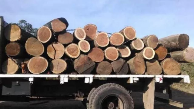 ¡Atención madereros! El Gobierno habilitó la emisión de Guías Forestales virtuales