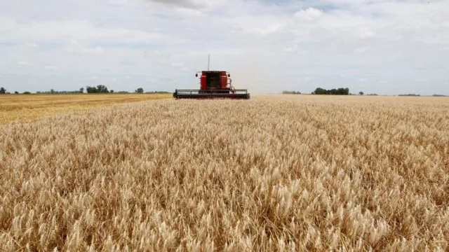 La sequía provocará un recorte de hasta u$s 890 millones en la campaña de trigo